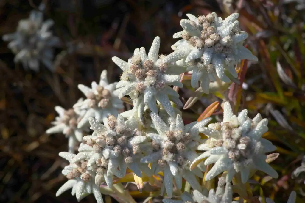 Edelweiss 3 pix tresa icNI3WkBonw unsplash 2 1