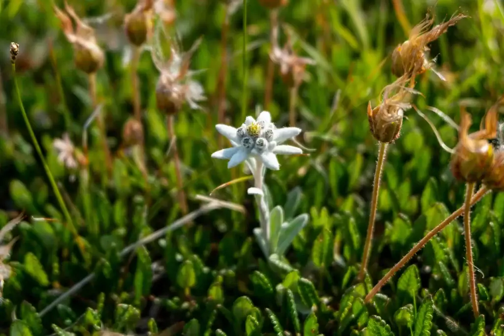 Edelweiss 4 quentin baret wK9Wdsqojyo unsplash 1 1