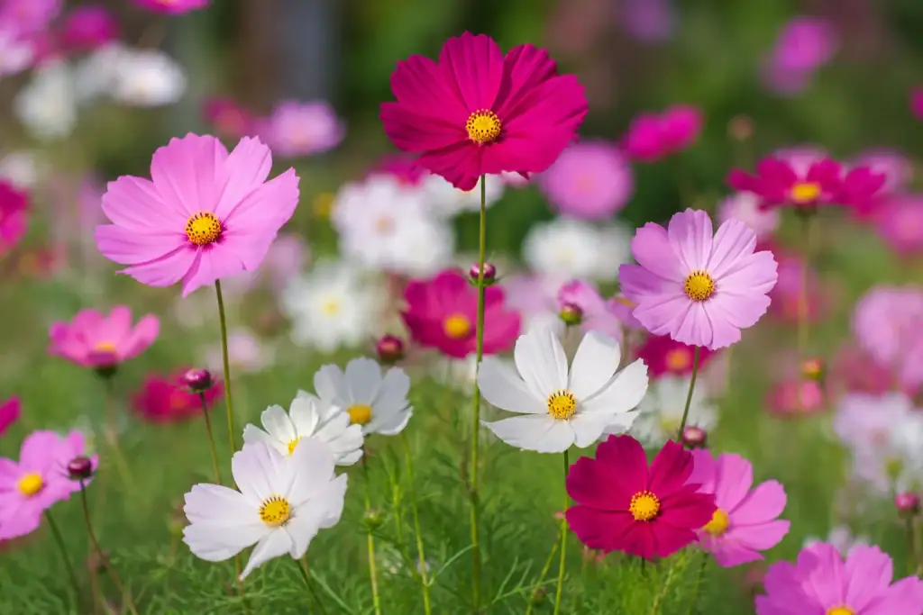Cosmos 1 Cosmos flor