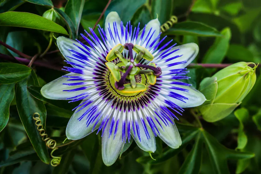 Flor de la Pasión 1 Flor de la Pasión