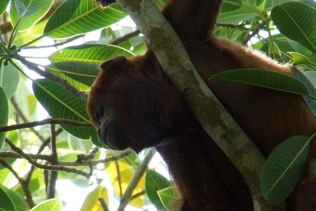 Mono aullador descansando en Paz de Ariporo
