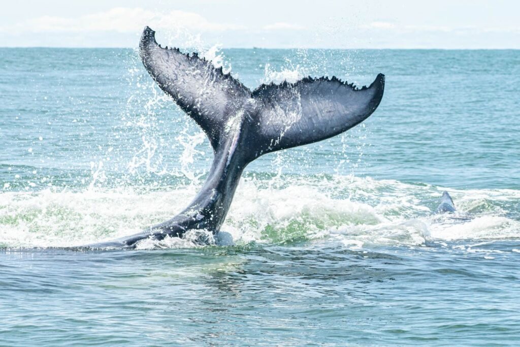 Avistamiento de Aleta Caudal en Bahía Málaga en avistamiento de ballenas Colombia
