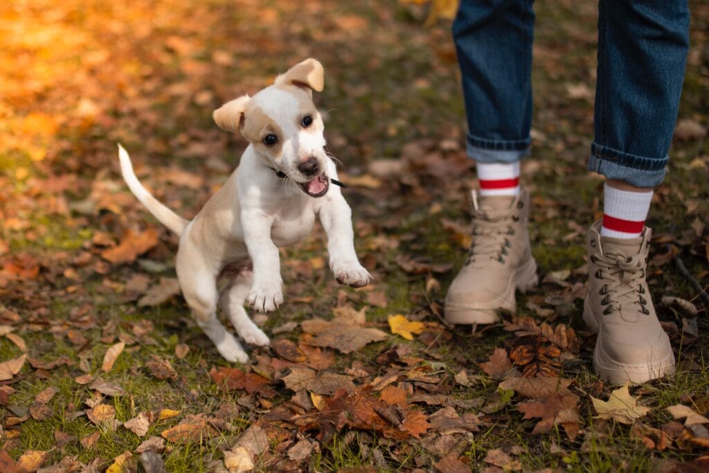 Pet Friendly vacation rental Boone, NC
