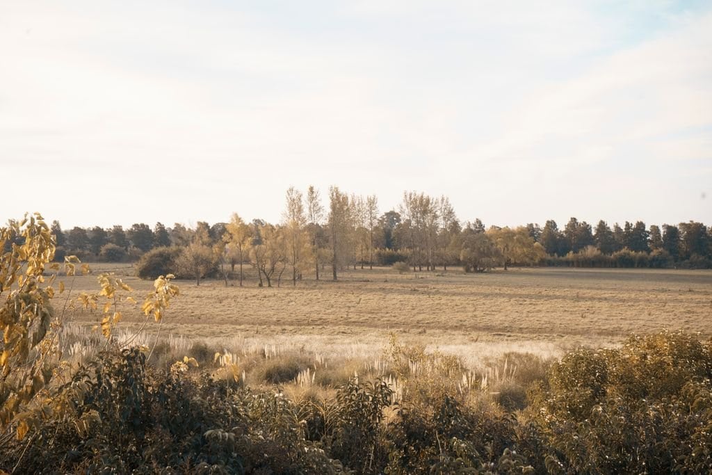 Peaceful autumn field with trees under a white sky, perfect for nature-themed projects.