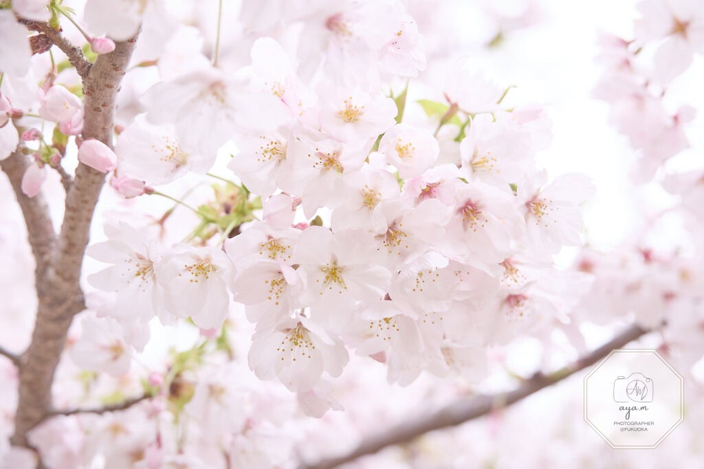桜の花
