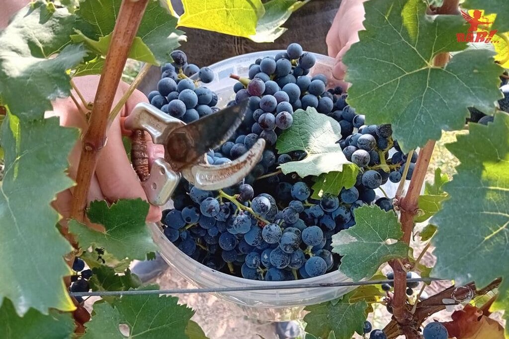 Vendemmia emozionale