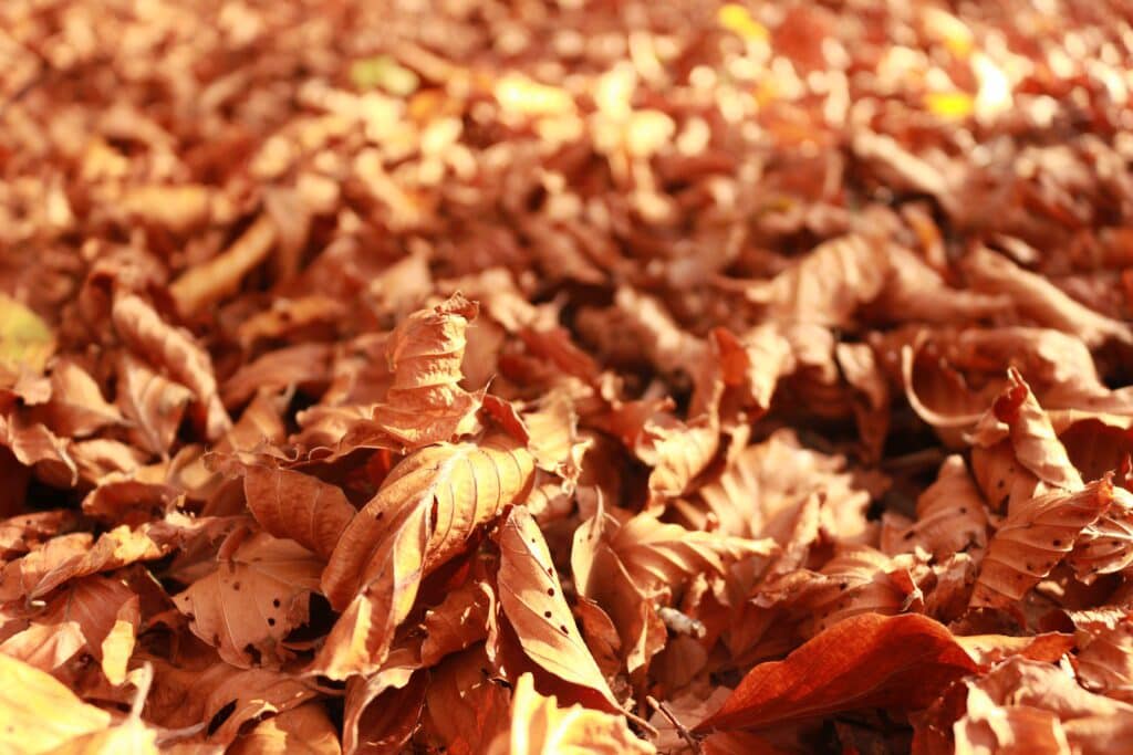 Passeggiata tra i boschi colorati di Monte Livata in autunno, vicino Roma