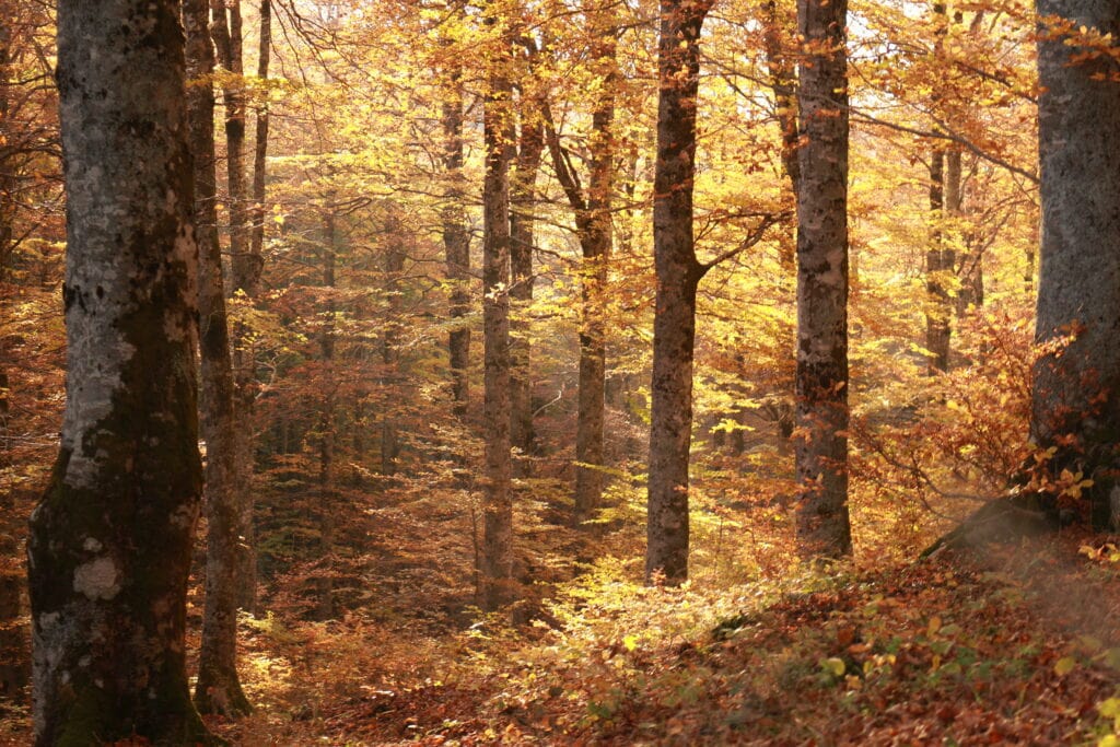 Foliage autunnale a Forca d’Acero, confine tra Lazio e Abruzzo”
