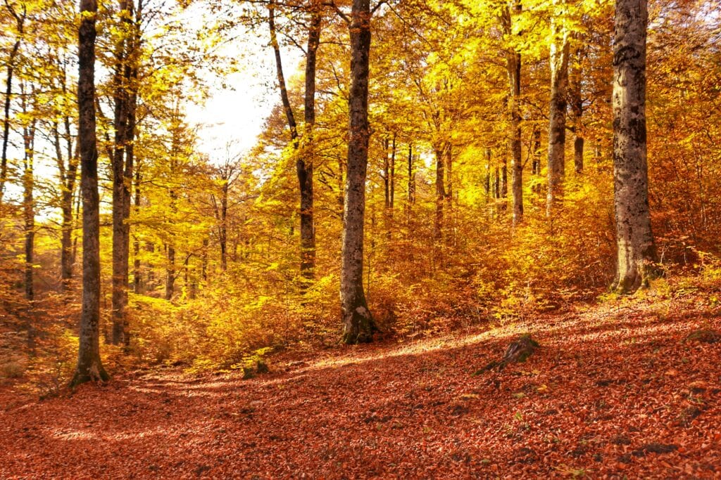 i colori del foliage nei boschi d abruzzo, a due passi da roma