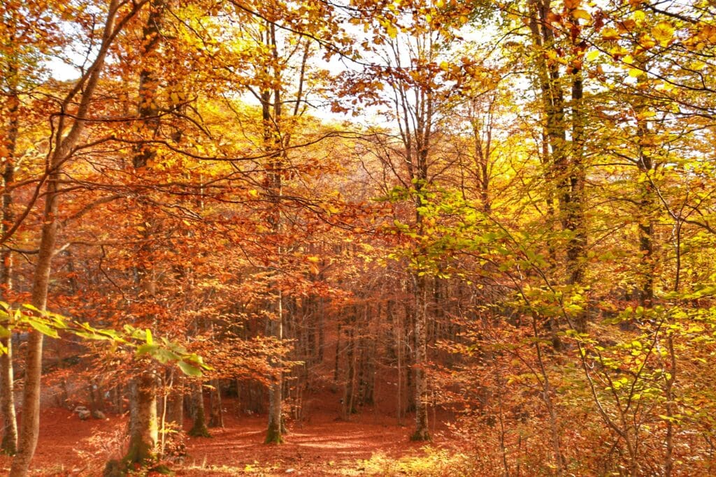i meravigliosi colori autunnali