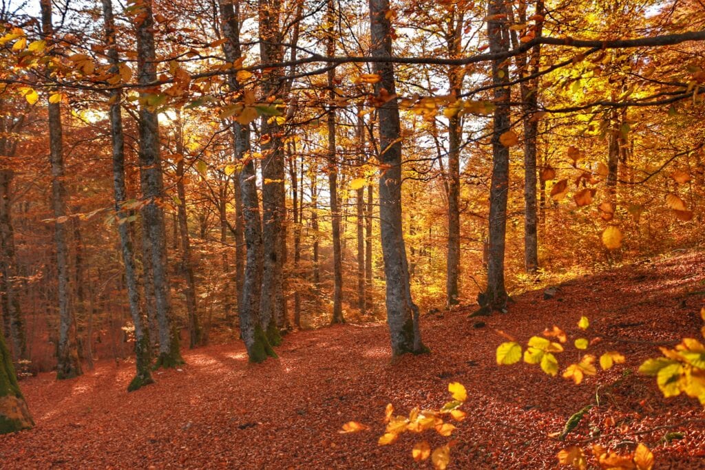 i magici colori dell'autunno