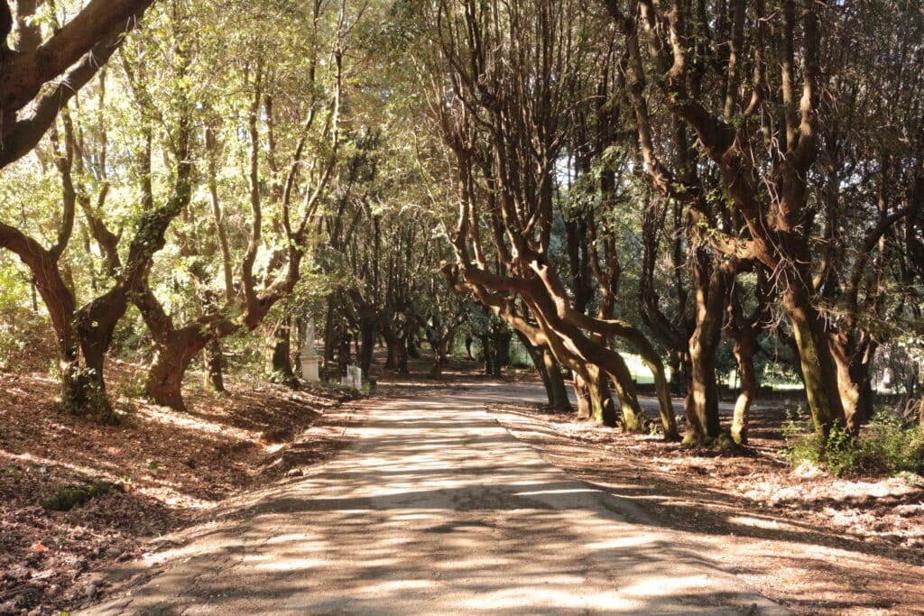 Viale alberato di villa Mondragone