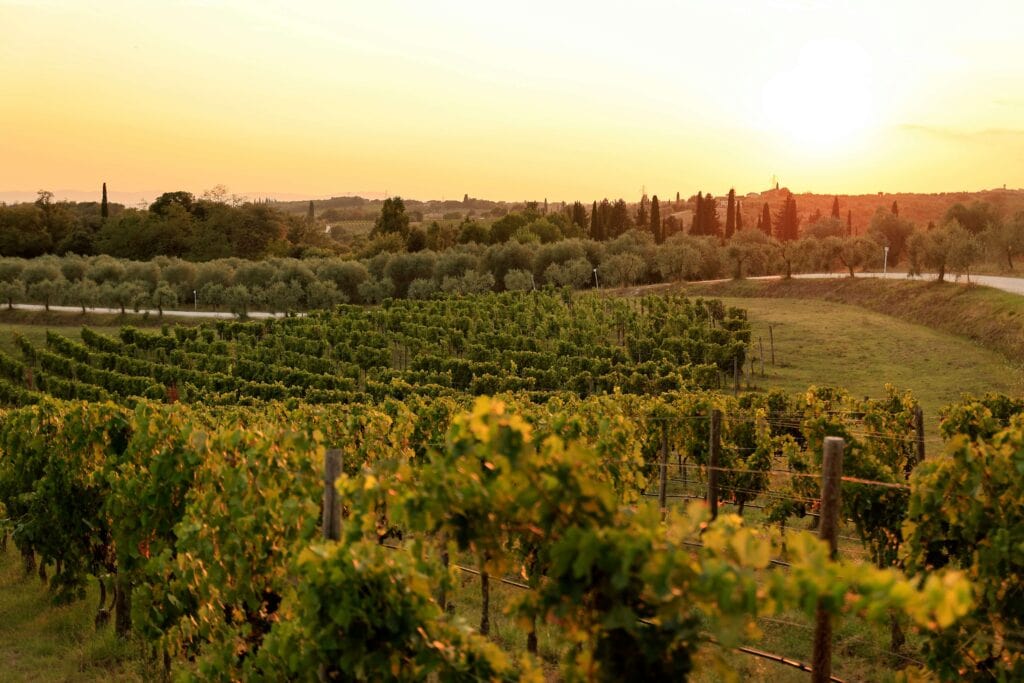 “dormire in vigna nel Centro Italia tra vigneti e colline al tramonto”