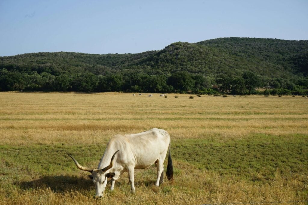 Dormire in un wine resort in Maremma