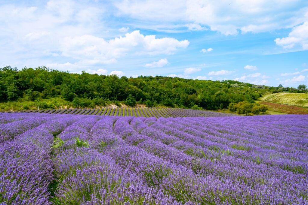 campi di lavanda