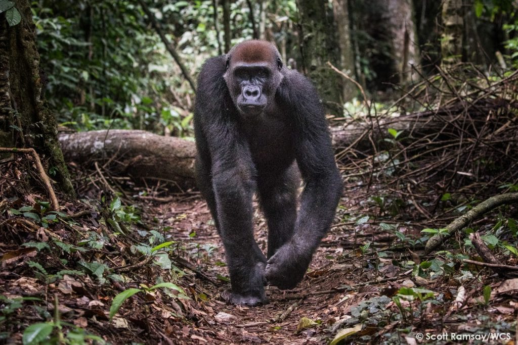 Croisière safari fleuve Congo - Gorille
