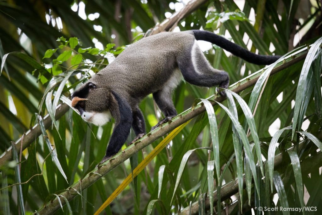 Croisière safari fleuve Congo - Animaux