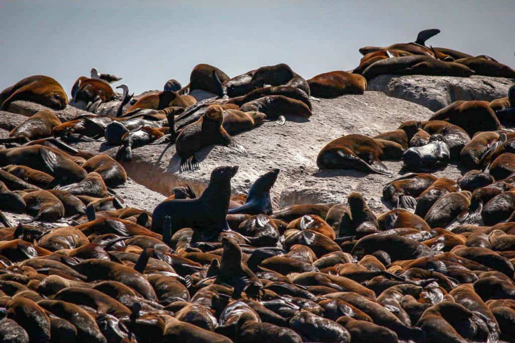 Seal Island