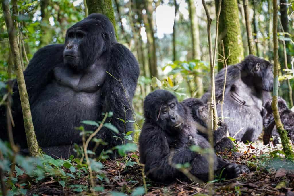 gorilla trek Uganda