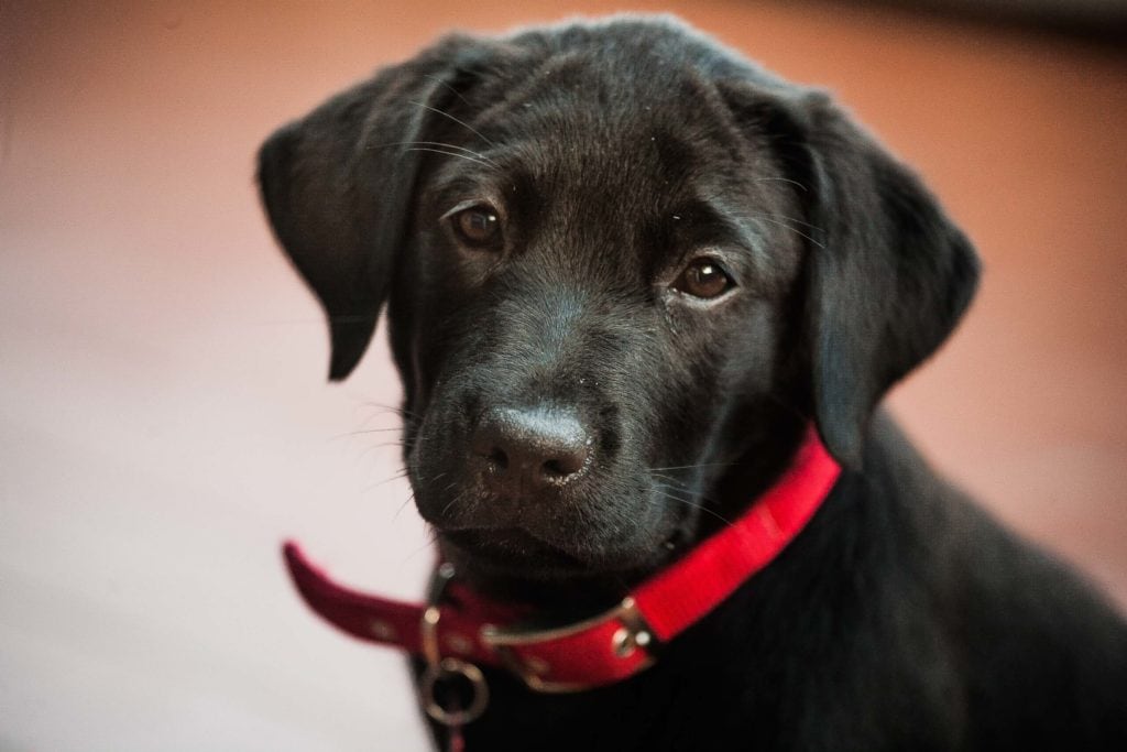 book fotografico cane servizio fotografico cuccioli di cane