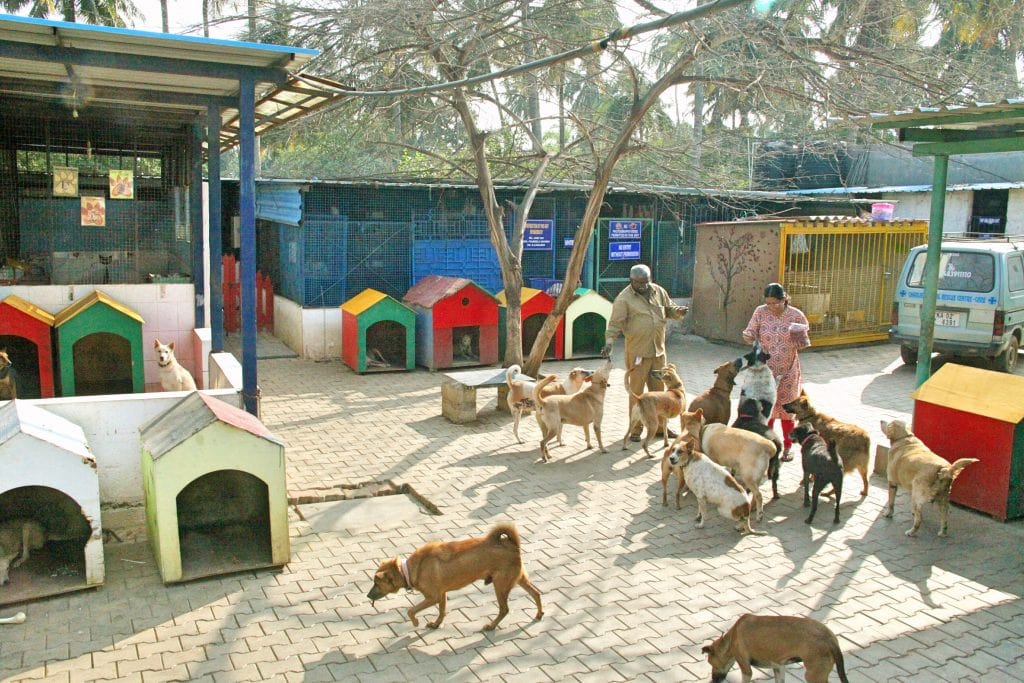 How a Three-Legged Dog is Revolutionising the Animal Rescue Industry How a Three-Legged Dog is Revolutionising the Animal Rescue Industry