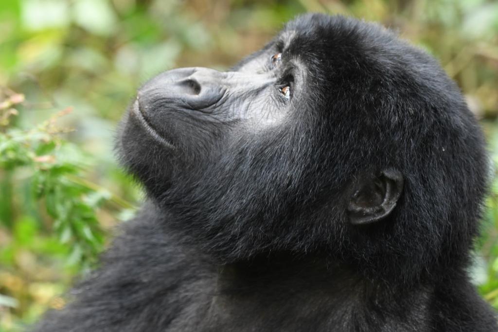 Ethical Gorilla Trekking Tips for Uganda