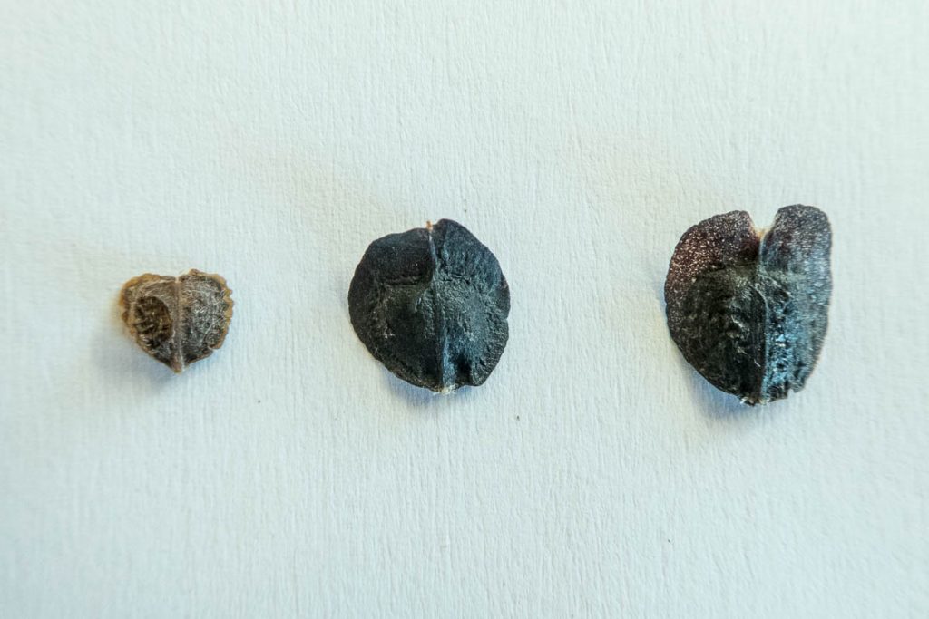 Leucadendron microcephalum, Leucadendron gandogeri and Leucadendron laureolum seeds (Proteaceae)