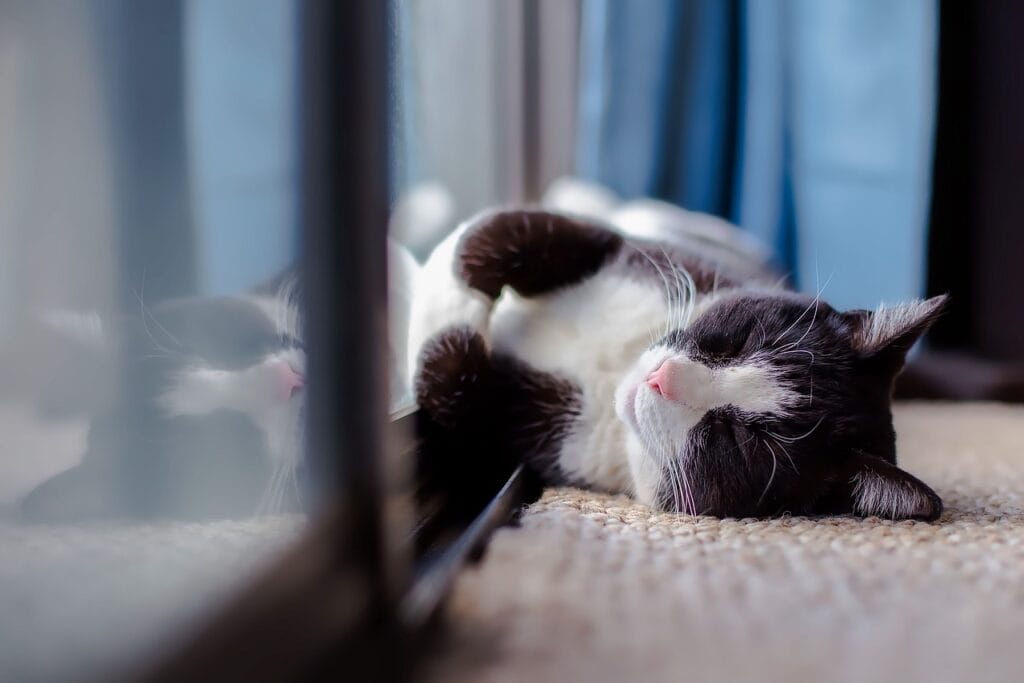 Photograph of cat laying on carper up against a window. Feeling warm and safe.