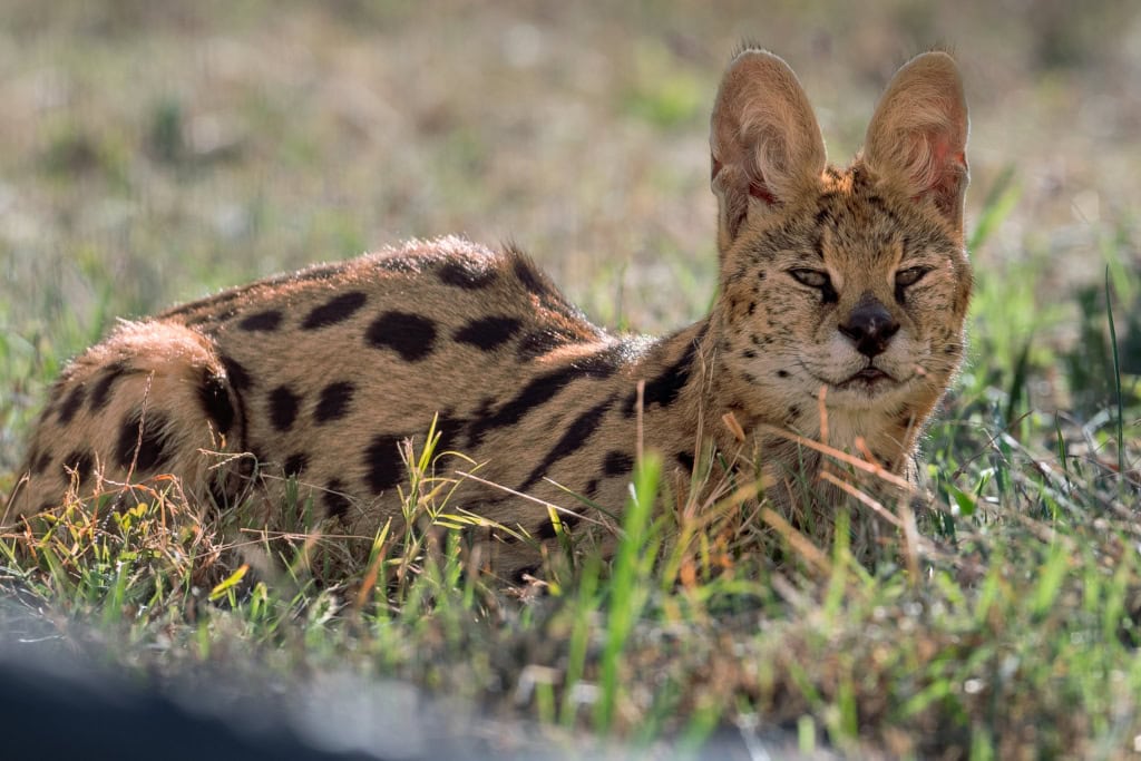 Beyond the Big Cats: Addressing the Small Wildcat Crisis in the