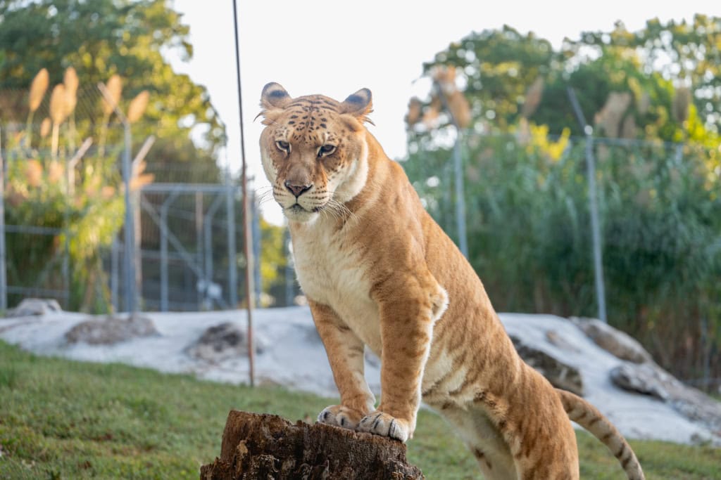 Karma Liger at Turpentine Creek Wildlife Refuge