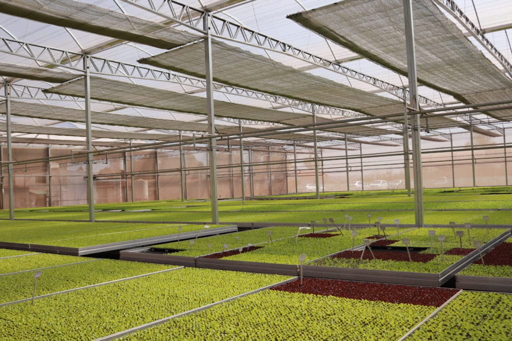 cultivo protegido em estufas