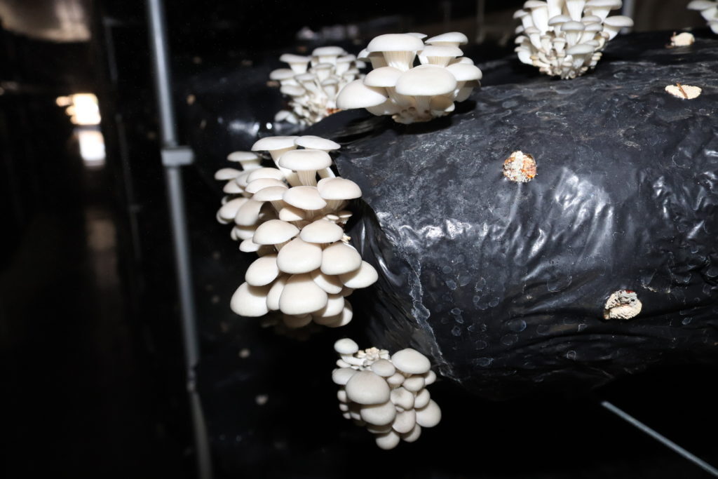 cultivo orgânico de shimeji