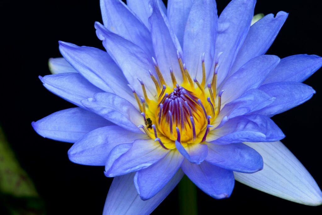 Blue lotus for pineal gland activation