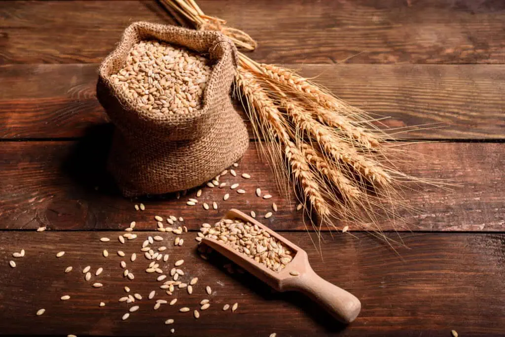 wheat for vodka distillation