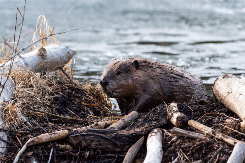 Beaver Trapping Near Me
