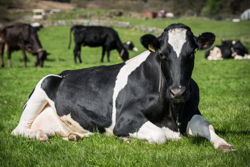 Dairy Cow on the Isle of Mull Cheese Farm