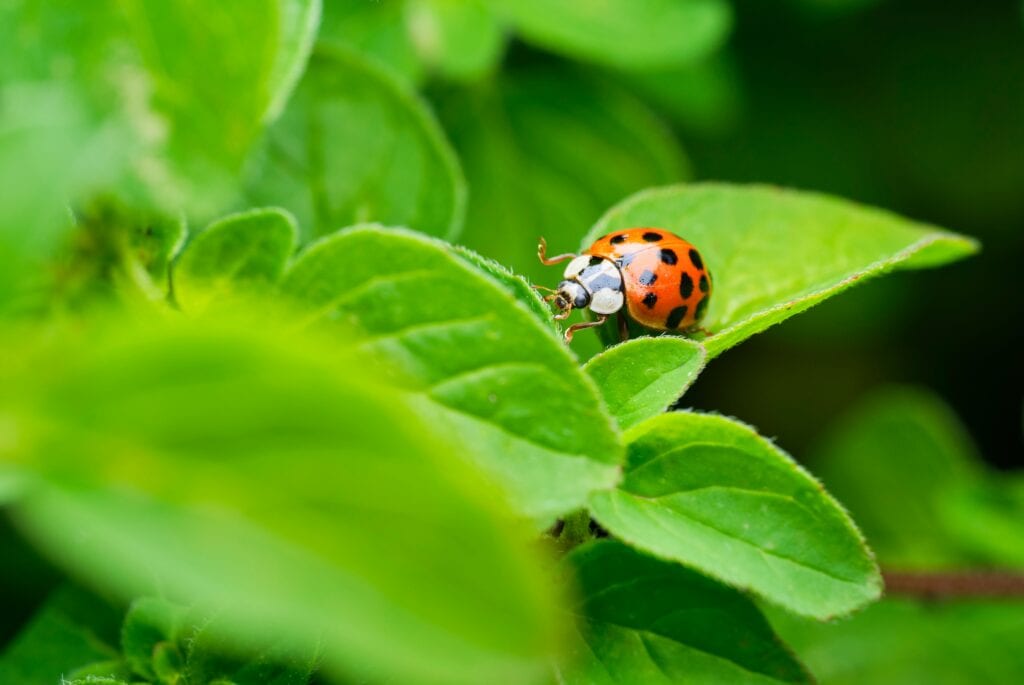 Gardener inspecting plants with magnifying glass as part of Integrated Pest Management (IPM)