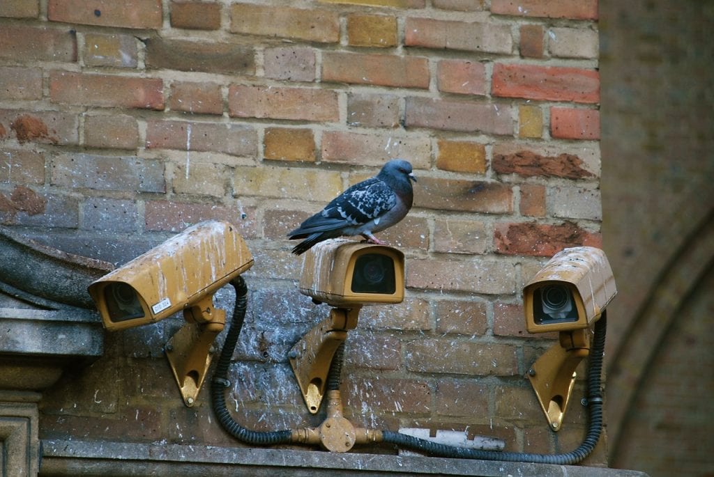 Bird Control