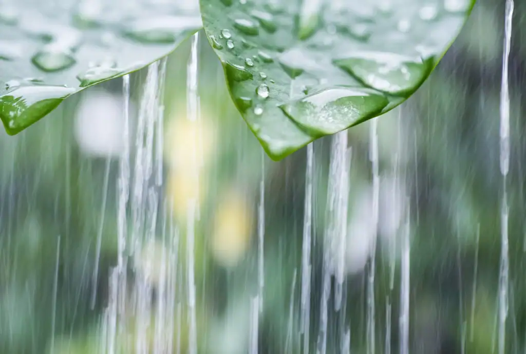 caida de lluvia en las plantas