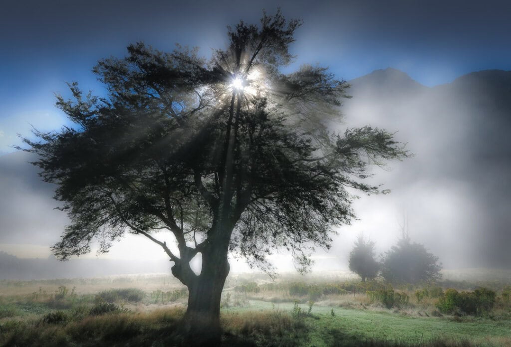The Meat Tree - Mt Aspiring National Park. Where old time hunters used to hang deer carcasses to "cure" back in the mists of time.
