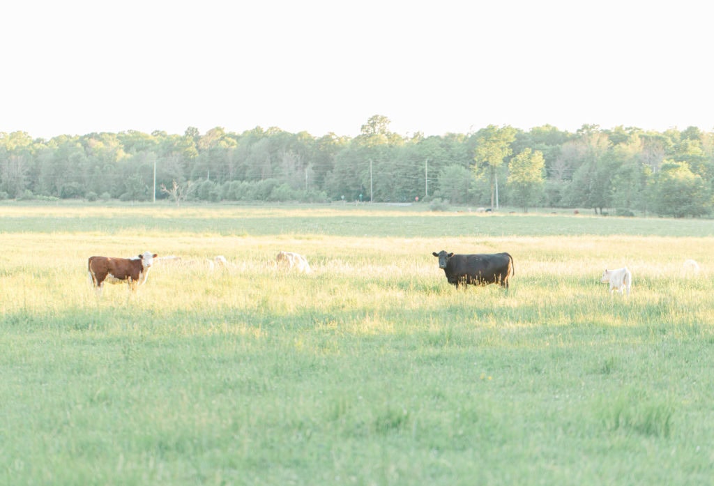 Cows during Engagement Session - Poses during Engagement Session Sunset - Natural Posing for Photo Session - Couples Photo Session Fun - Fun on the Farm - Farm Engagement Session - Blue and Brown Engagement Session Inspiration - Natural Engagement Session Posing - Ideas for what to wear for Engagement Photography, Modern Engagement Session Inspiration Wardrobe Ideas. Unsure of what to wear for your engagement photos, we've got you! Romantic brown with black leggings for Summer Engagement in Almonte. Grey Loft Studio is Ottawa's Wedding and Engagement Photographer for Real couples, showcasing photos that are modern, bright, and fun.