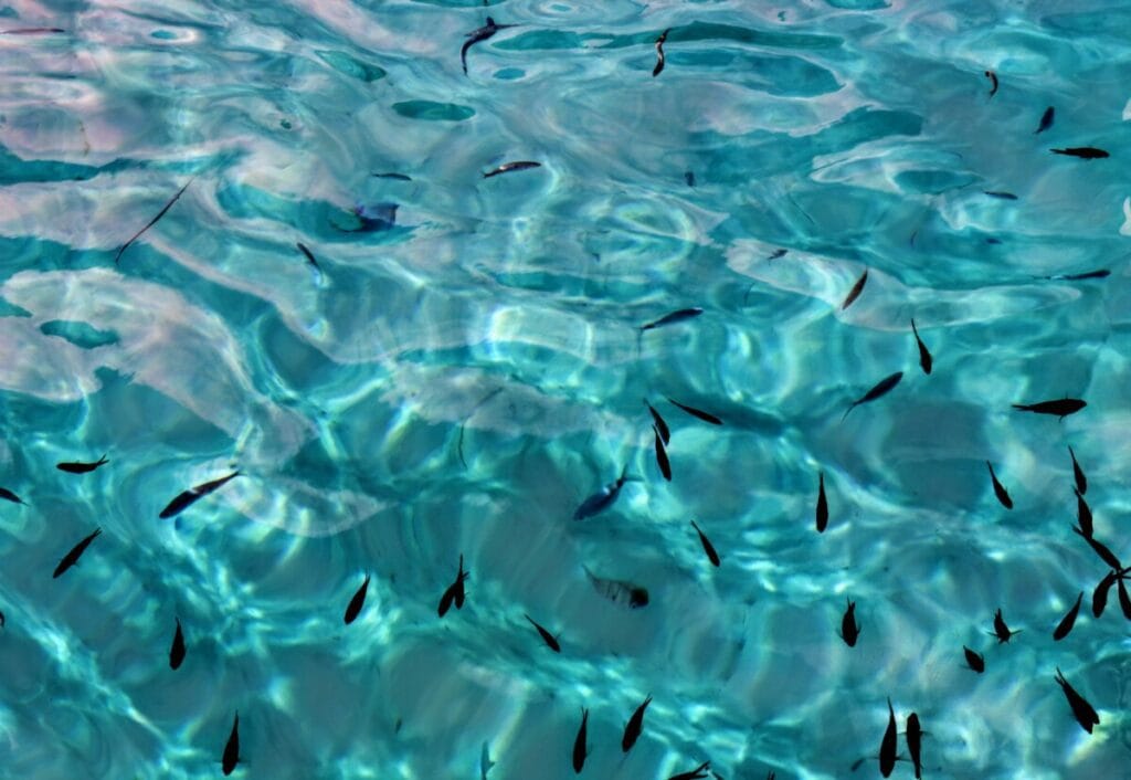 Tra le cose da fare a Lampedusa, ci sono sicuramente le immersioni