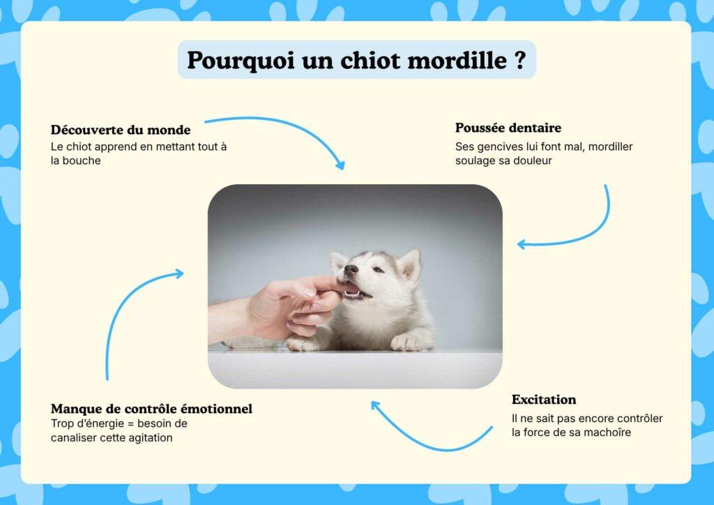 Infographie expliquant les principales causes du mordillement chez le chiot : découverte du monde, poussée dentaire, manque de contrôle émotionnel et excitation