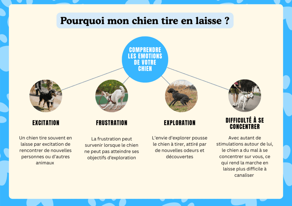 Infographie expliquant les principales émotions d'un chien qui tire en laisse