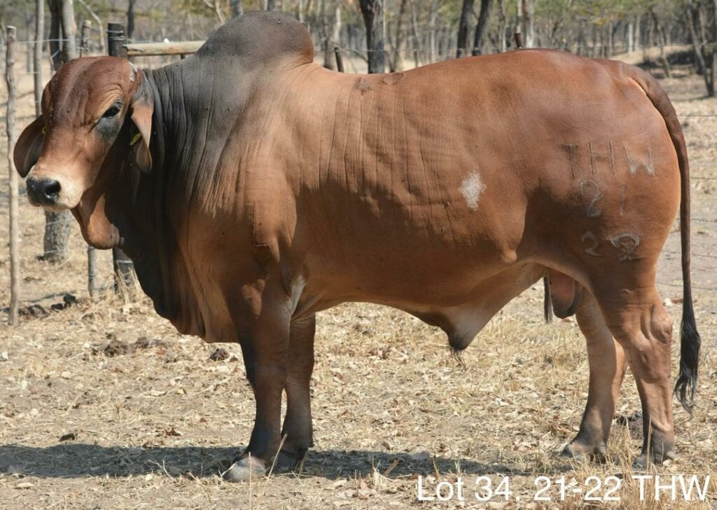 Lot 034
