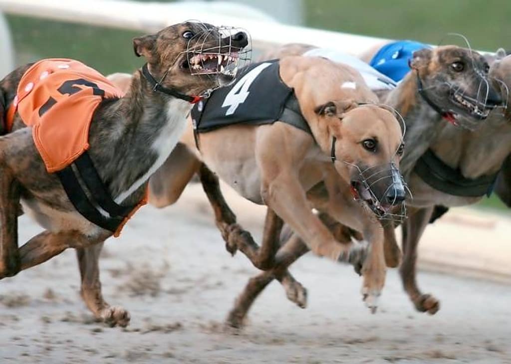 Silver Salver semi-final Best Bets