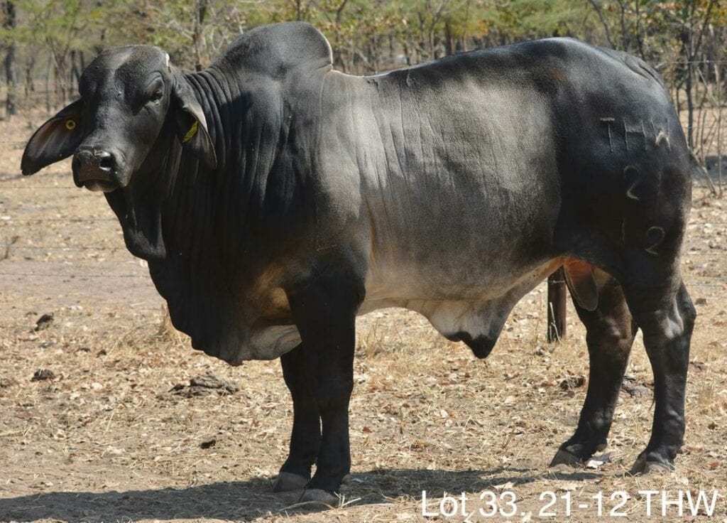 Lot 033