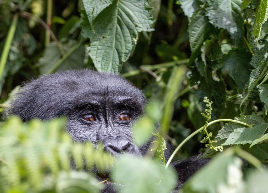 Mountain gorillas in Bwindi Impenetrable National Park Uganda