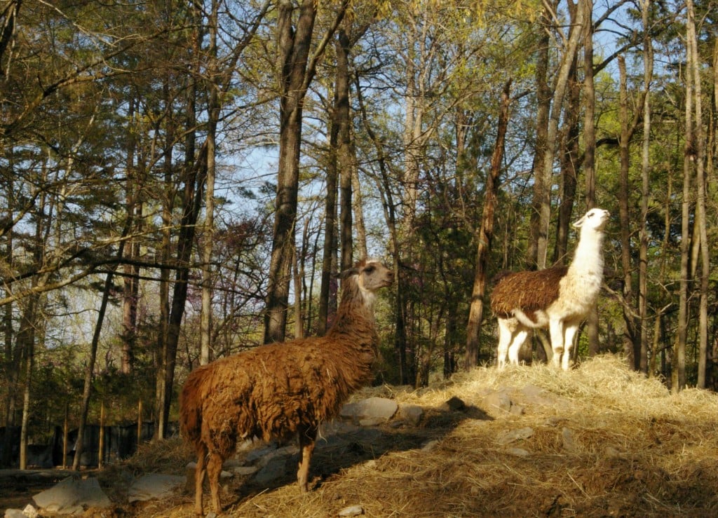 Harmony Park Safari One of Huntsville's Best Kept Secrets We Are