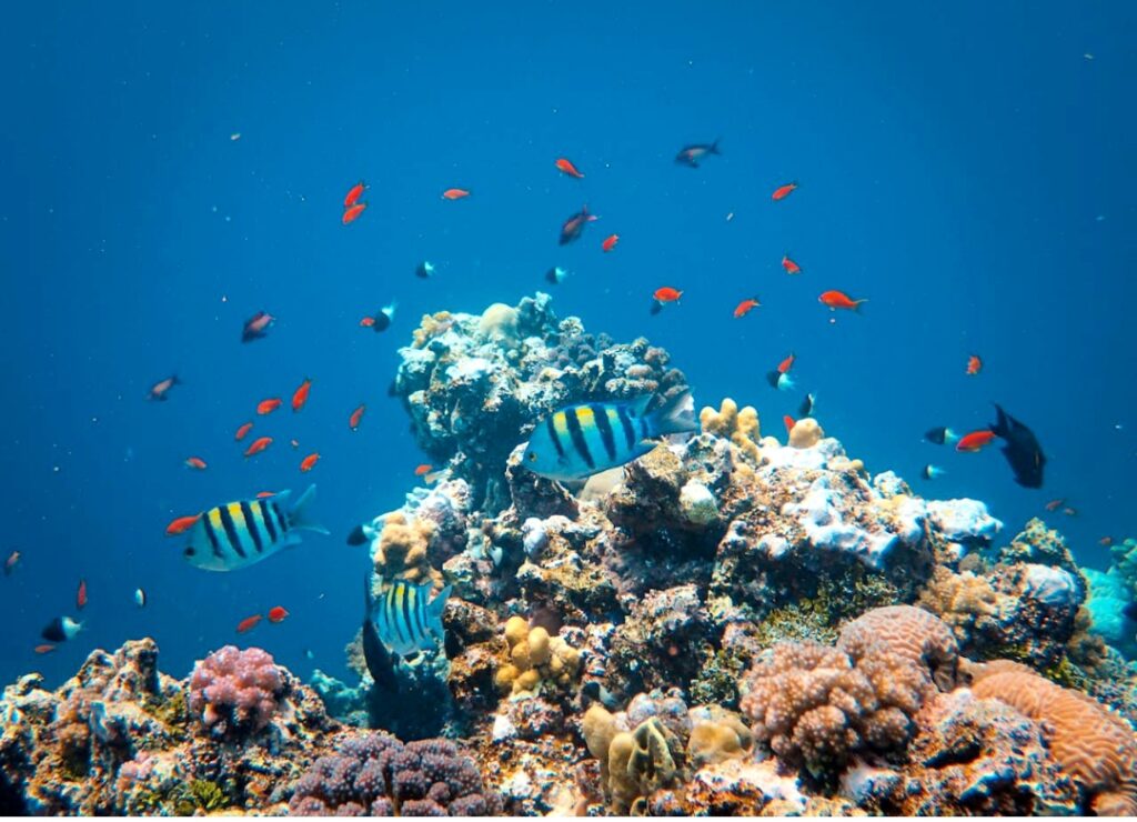 Marsa Alam Schnorcheln Guide: Unglaubliche Unterwasserwelt 2 Marsa Alam Schnorcheln – bunte Fische und Korallen im Roten Meer Ägypten